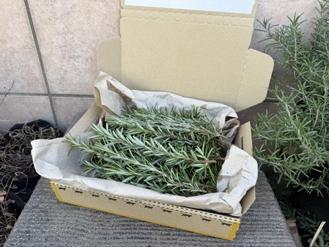 有機ローズマリー・たっぷり２種セット（クロネココンパクト便発送）Xmas限定