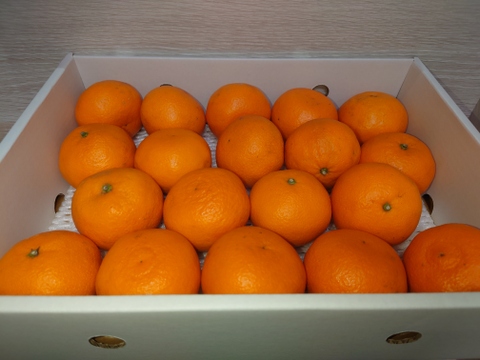 濃厚果汁！南津海（なつみ）贈答用3Kg