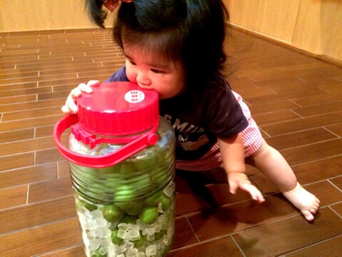 【期間限定】無くなり次第終了。自然栽培の青梅M〜２Lサイズ（Lサイズ前後）混合５kg（配送日はおおよそで多少前後する可能性がございます）