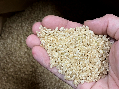 【新米】特別栽培米コシヒカリ（玄米）2kg　令和5年石川県産