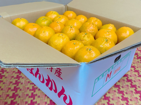 種子島産『ぽんかん』10㎏箱（家庭用/Mサイズ）