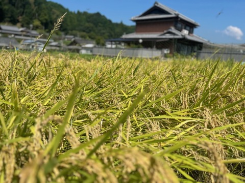 はさ掛け米～天日干しコシヒカリ～【玄米】10㎏
