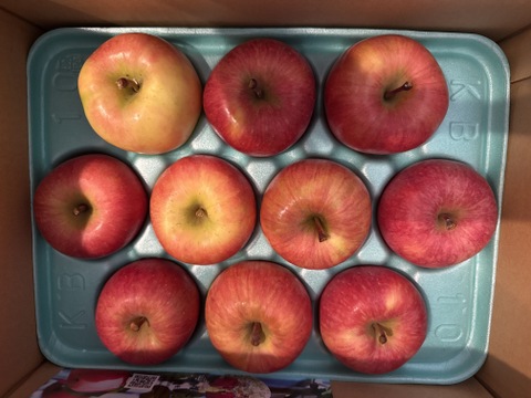 🏆2025年りんごGP金賞受賞🎊青森県産りんご　蜜たっぷり葉とらず高徳　家庭用5㎏【12～25個入り】