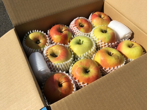 【訳あり】ぐんま名月 約4.5kg 12-25玉 ジューシーな希少りんご 11月上旬発送開始予定 #NAM0B045