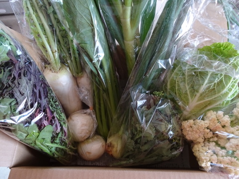 Mサイズ ＊旬野菜セット(約8~9品)【農薬：栽培期間中不使用】