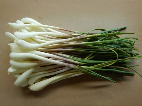 【有馬温泉の麓産】生らっきょう 300g 葉付き 栽培期間中農薬不使用🌱