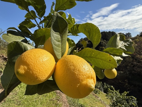 〔秀・優〕完熟レモン・果汁たっぷり！『ATAMI de LEMON®』 3Kg- 爽やか芳醇- 品種お任せ