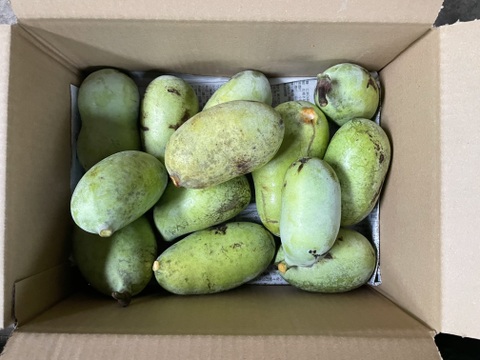 幻の果物！ポポー 1.8キロ：山形県産の果物｜食べチョク｜産地