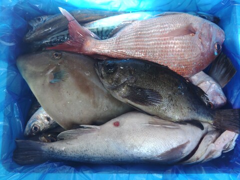 箱いっぱい！深浦の天然鮮魚セット（80サイズ）【母の日ギフト】などにもどうぞ！