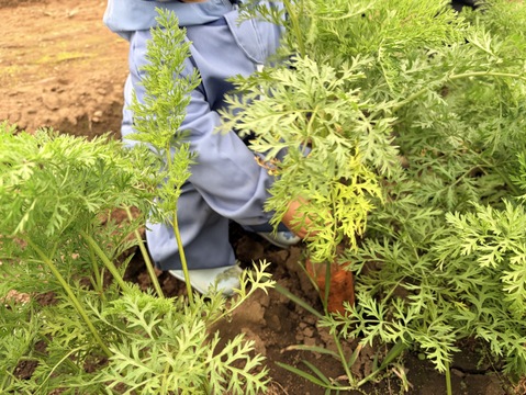 【貴重品種】最上等級✨食卓を彩る絶品人参❗️5kg！甘みたっぷり！生でも美味しい！料理しやすいサイズをお届け！食卓に鮮やかなオレンジ色を🧡