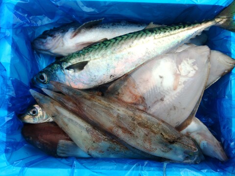 箱いっぱい！深浦の天然鮮魚セット（80サイズ）【母の日ギフト】などにもどうぞ！