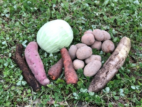 【北海道発】季節の有機野菜セット【冬ヴァージョン】