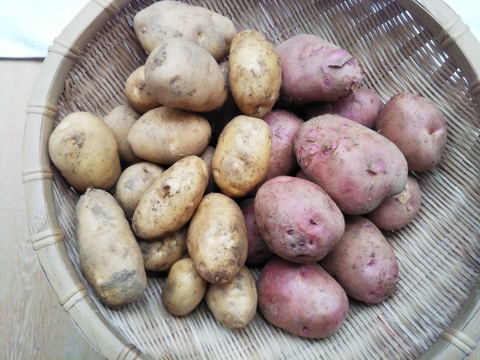 だだんだんさん専用のサイト
訳ありキュウリ　1,5ｋｇ(800円）Ⅹ２セット
紅白ごうしゅ芋各500g(1000円）
ふわトロ長ナス1Kg(1000円）
リクエスト商品です(箱代ちょっと割引済）