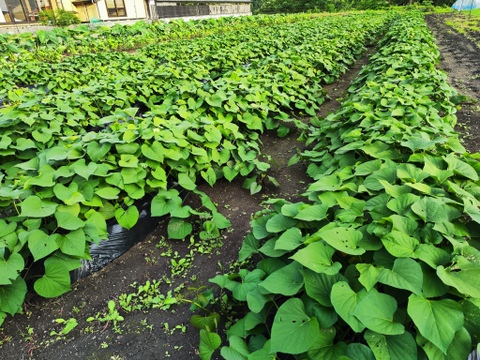 【まるでスイーツ！な絶品やきいも】カーボン釜で焼いた濃密な甘さ！自家栽培シルクスイートの焼き芋 クール冷蔵便でお届け