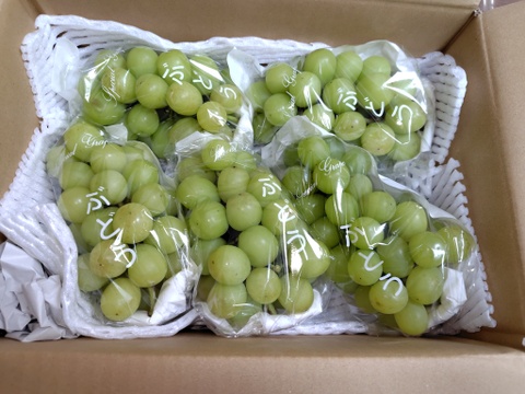 信州小布施　【訳あり】シャイン2キロ　超お得品！