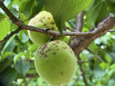 【値下げしました！収穫した梅たちを助けてください！】農薬、肥料不使用・自然栽培の青梅・黄梅混合（大小、品種混合。斑点あり）梅シロップ、梅酒、梅干しに！2kg