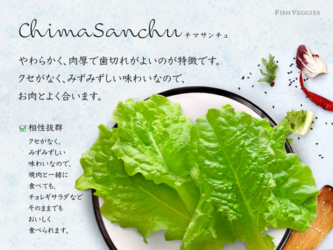 新鮮！採れたて！農薬・化学肥料不使用！レタスの定期便 8個セット