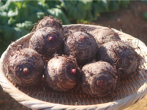 野菜ソムリエサミット銀賞！ほっくり里芋〈セレベス〉約1.5kg（農薬・化学肥料不使用）