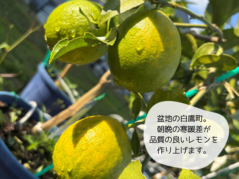 山形県白鷹町産】楽しい♪食べ比べ🍋璃の香＆マイヤーレモン 1kg：山形