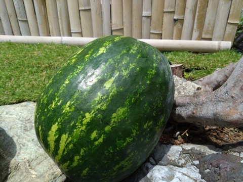 【最高糖度15度超え】選ばれし一玉にのみ刻まれる王の証🍉極限集中栽培が生んだ唯一無二のスイカ『蜜王』🍉寛永鶴見ブランド【7月中旬予約】