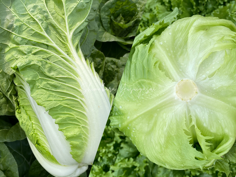 サラダで食べられる！ミニ白菜&朝採れレタスセット