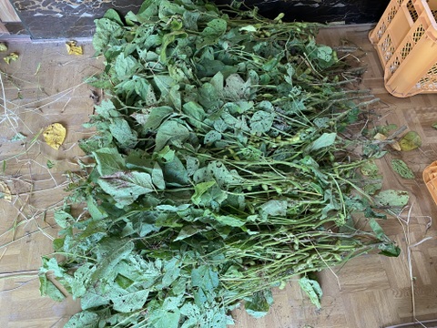 丹波篠山産　農薬不使用　黒枝豆　食べ納め
