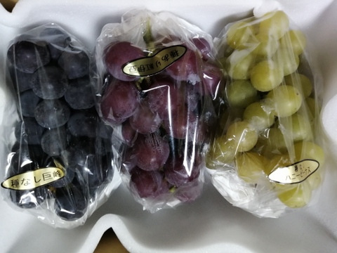 ✨🍇第一弾　2024ぶどう3種食べ比べセット🍇✨
　　　紅伊豆　・　ハニービーナス　・　巨峰
【ご家庭用・中房各１房入・計約1.3㌔位入】