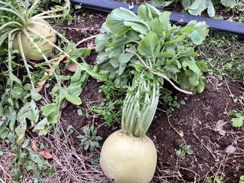 塩糀と味噌の旨味が美味しい聖護院大根の発酵ポタージュ