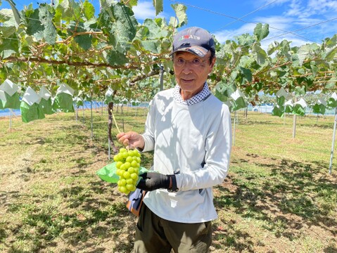 【桔梗ヶ原ブランド／限定100箱】ぶどうの里・塩尻市のシャインマスカット≪3房（約1.3kg）≫