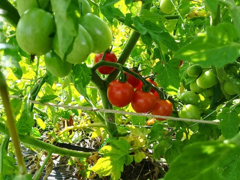 無垢のトマト（樹上完熟 有機ミニトマト）1kgお取り寄せ ♪ 注文後に収穫&発送いたします ♪