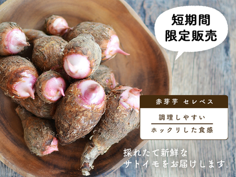 創業160年の最高品質！里芋 赤芽芋 3kg 宮崎県都城産 ホックリ美味しい里芋「セレベス」