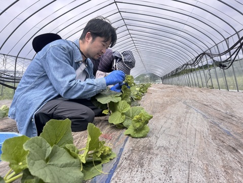 【訳あり】北海道夕張産［ツナガルメロン］（4～6玉 ）｜みんなで味わう、5つの物語の詰め合わせセット