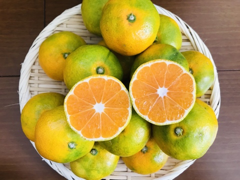 🍊50個限定🍊【極早生みかんL、2L】柑橘シーズン最初の品種！ご家庭用(6kg)