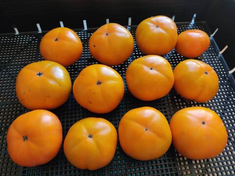 ✨【甘柿（富有柿）】1.5kg（12～17玉）　農薬肥料不使用の自然栽培✨