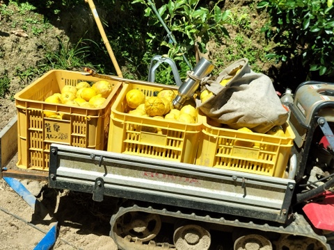 【広島県産】これが夏レモン！びっくりサイズ（約18個入り）