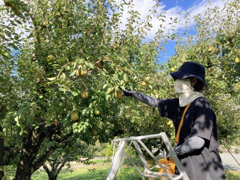 🍐濃厚ジューシー！山形県産ラフランス【約3kg・10〜11玉入り】