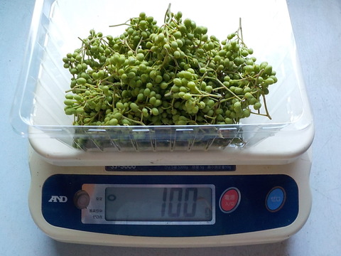 【御予約受付中】期間限定販売！和のスパイス　丹波篠山産実山椒100ｇ