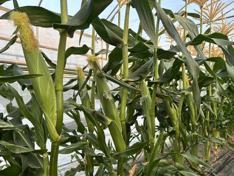 生でガブっと！極甘とうもろこし！ドルチェドリーム【10本入り】