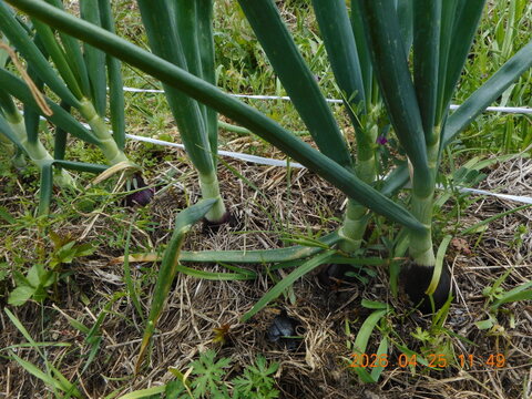 スナップエンドウ：自然農栽培で育てた奈良の野菜