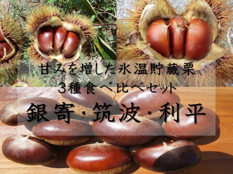 【３品種 食べ比べ 銀寄と筑波と利平 】 甘みを上げた氷温貯蔵 自然栽培栗