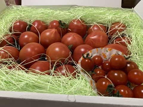 ★平均糖度10.5度！★完熟★名水育ち★究極のフルーツトマト「海部川のしずく」1kg(7〜23個)　品種は驚きの桃太郎！