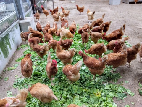 自然卵養鶏　山口県防府市の新鮮で美味しいたまご　20個