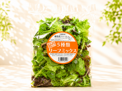 【父の日ギフト】【大容量】贈答用にも！洗わずに食べられるレタス食べ比べ12点セット（1140ｇ）