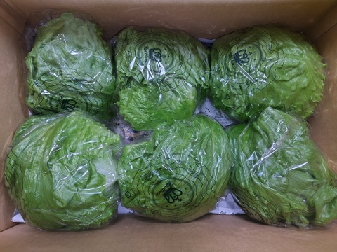 淡路島レタス、８玉