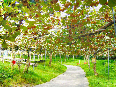 【数量限定!!販売開始！！】糖度18度以上の厳選された最も甘い赤いキウイ！紅鮮(こうせん)【熨斗対応可】L箱18個前後入り：LK