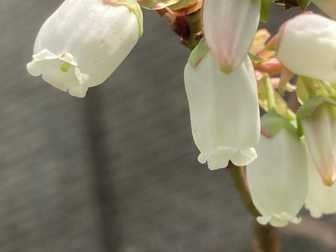 佐賀県産　大地のミネラルブリーベリー1ｋｇ