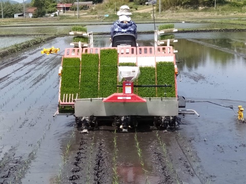 ★令和7年収穫★コシヒカリ🌾１０㌔土からこだわり大事に大事に育てました(^o^)ぜひ、食べてみてください！