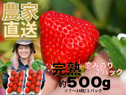 贈答用】完熟いちご「恋みのり」250g×2パック：長崎県産の恋みのり