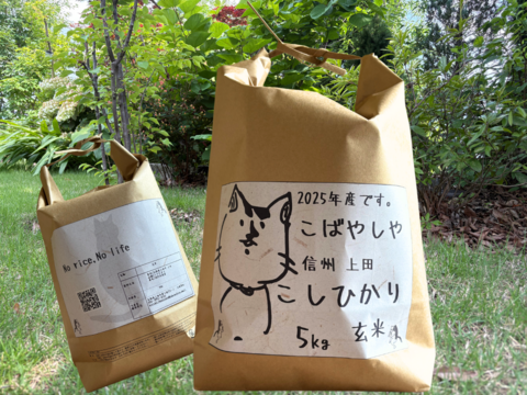 予約です〜〜　もっちもちの25年度産新米!!　信州上田産コシヒカリ玄米5kg おむすび お弁当に　令和7年 農家直送