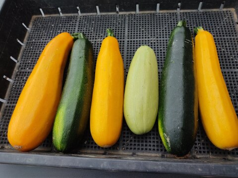 🌈珍しいオクラ4種食べ比べ！たっぷり約1kg＋旬の夏野菜｜ヘルシエ・島の恋・エメラルド・ダビデの星｜｜農薬・化学肥料不使用🌈